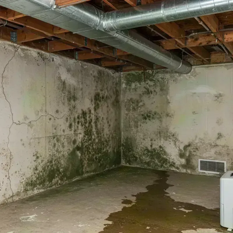 Professional Mold Removal in Hollis Center, ME